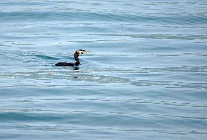 Allie_Caulfield from Germany